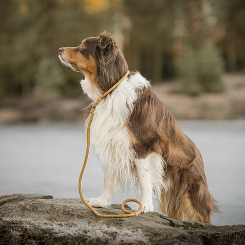 Woolly Wolf Retriever Leash Wood Brown showing 160cm length and 11mm rope diameter