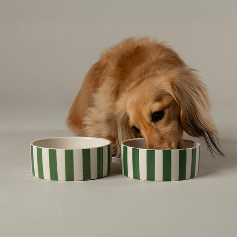 Scruffs Amalfi Striped Dog Bowl Set Green Small — studio shot — Sparkly Tails