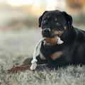 Retorn Rub Rugby Spike & Rope Dog Toy — size guide and packaging — Sparkly Tails