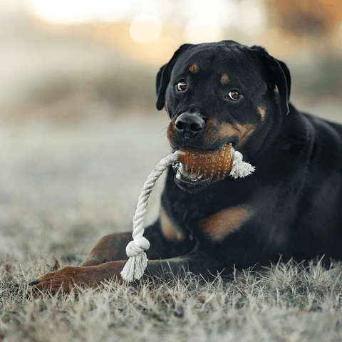 Retorn Rub Rugby Spike & Rope Dog Toy — size guide and packaging — Sparkly Tails
