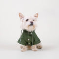 Small white dog wearing a green raincoat on a light gray background