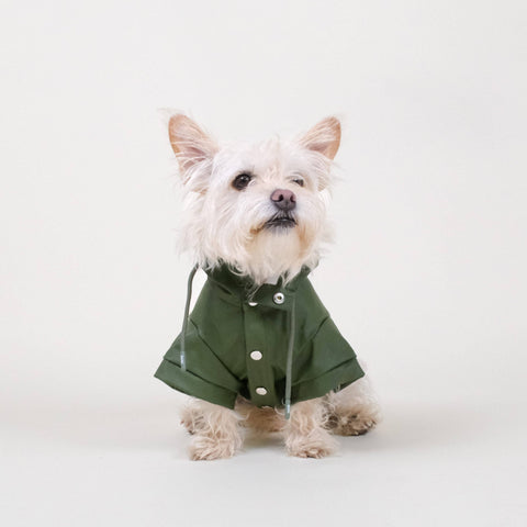 Small white dog wearing a green raincoat on a light gray background