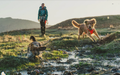 Two dogs wearing a front range harness in a field with a person in the background