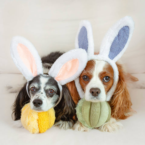 Two dogs wearing bunny ears with toys in their mouths on a light background