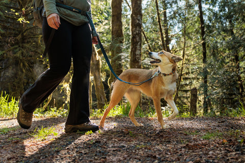 Person walking a dog on a Ruffwear Roamer Bungee Dog lead through a forest