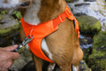 A dog wearing an Orange Ruffwear Web Master Harness with a person clipping the lead at chest point