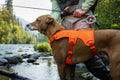 Dog wearing an orange Ruffwear Web Master harness standing by a river with a person fishing in the background