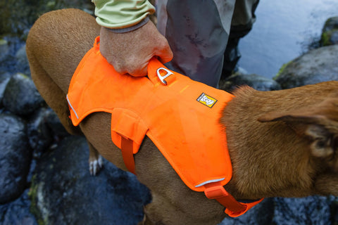 Dog wearing an orange Ruffwear Web Master harness with a brand logo, standing on rocks near water.