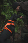 Person bending down to pet a black dog wearing a Ruffwear Front Range dog Collar, Blaze Orange in a forest setting