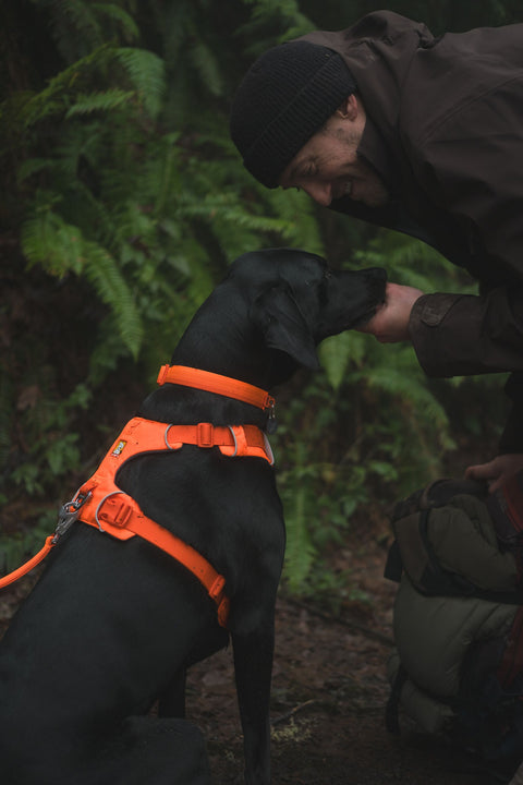 Person bending down to pet a black dog wearing a Ruffwear Front Range dog Collar, Blaze Orange in a forest setting
