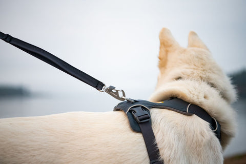 Dog wearing a harness and Ruffwear Front Range Dog Lead, Basalt Grey
leash with a blurred background