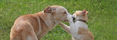 Two dogs playing with each other on a grassy field