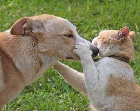 Two dogs playfully interacting on a grassy field