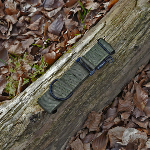 Green martingale collar with a buckle on a wooden log surrounded by fallen leaves.