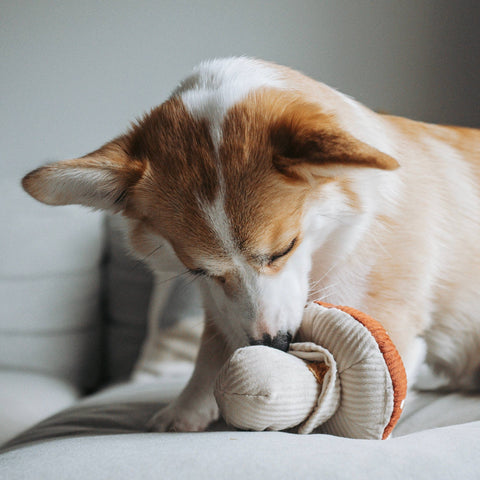 big dog playing with Shroom, Enrichment Dog Toy, Squeaky + Snuffle Toy