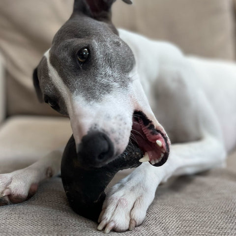 Buffalo Horn, Long Lasting Chew - Sparkly Tails