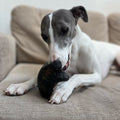 Buffalo Horn, Long Lasting Chew - Sparkly Tails