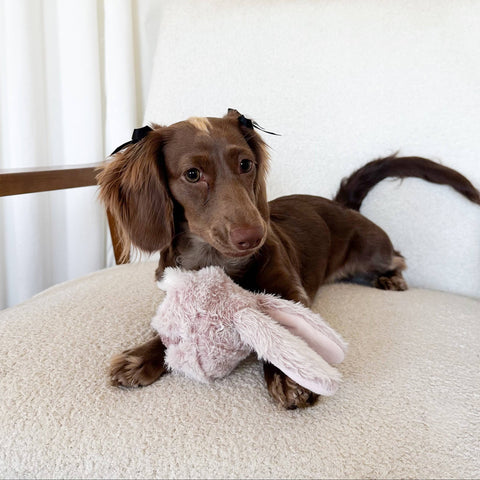 Dog with a fluffy pink toy on a light-colored surface