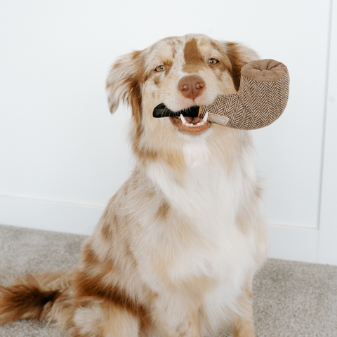 Dog playing with a toy on a carpeted floor