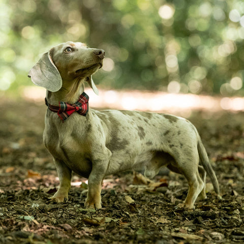 Christmas Red Tartan Pet Bow Tie