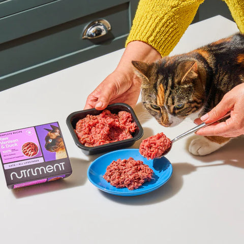 cat earing a small nutriment cat food

