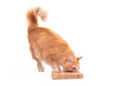 cat playing with details of box of  Pet Sudoku Puzzle For Dogs and Cats, Medium Size