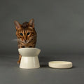 Cat standing next to a icon raise pet bowl and the source pet bowl
