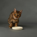 cat eating from icon saurce bowl