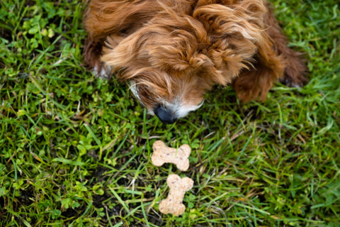 Dog Biscuit Box, BewBix, Peanut Butter - Sparkly Tails