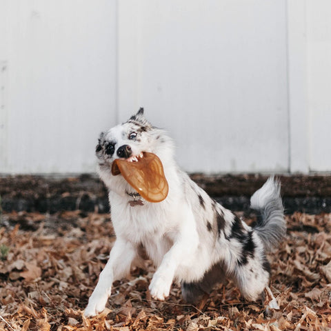 Dog Frisbee Made From Organic Natural Rubber - Sparkly Tails