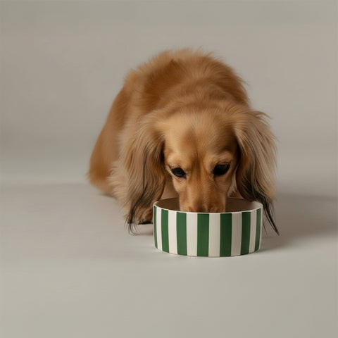 dog eatiing from a Scruffs Amalfi Striped Dog Bowl