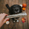 Black dog looking up at a anco salmon skin roll held by a hand on a wooden floor with pumpkins and leaves.