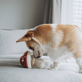Dog playing with a Shroom, Enrichment Dog Toy, Squeaky + Snuffle Toy