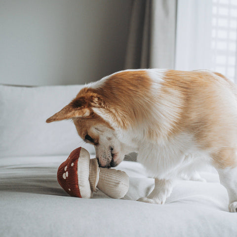 Dog playing with a Shroom, Enrichment Dog Toy, Squeaky + Snuffle Toy
