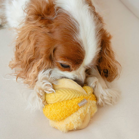 Dog playing with Toto, Enrichment Dog Toy, Silent, Snuffle Smaller Ball, Cornfield