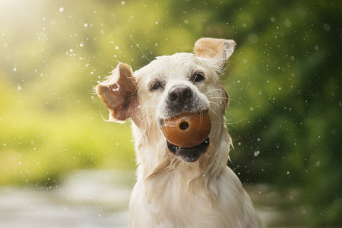 Dog with a ball in its mouth outdoors