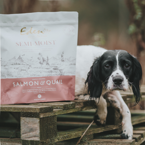 Dog food package with a dog on a wooden pallet