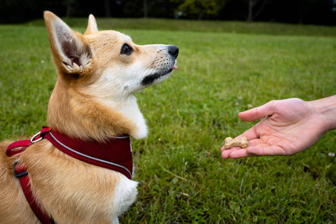 dog waiting to eat Brewbix Dog Biscuit