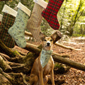 Dog wearing a bandana in a forest with Christmas stockings hanging in the background