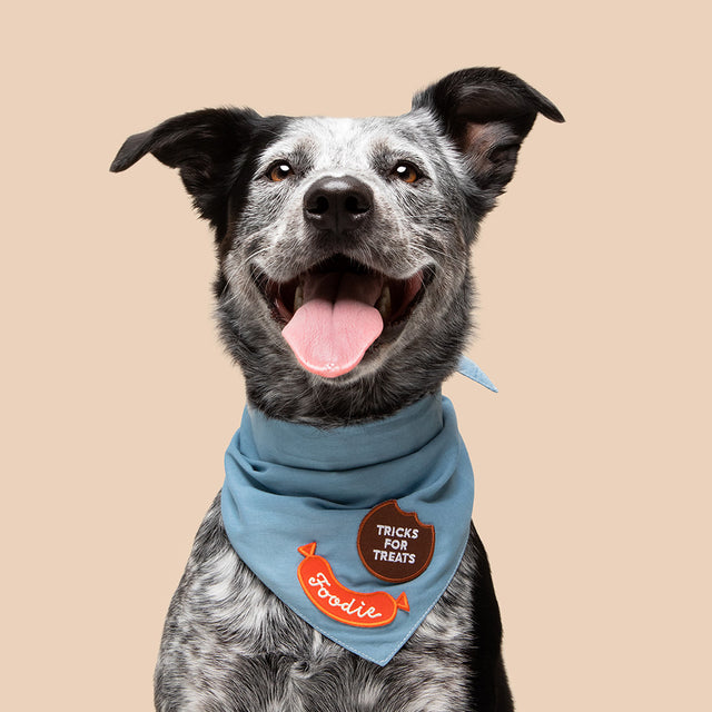 Foodie Ironon Patch For Dogs Sparkly Tails