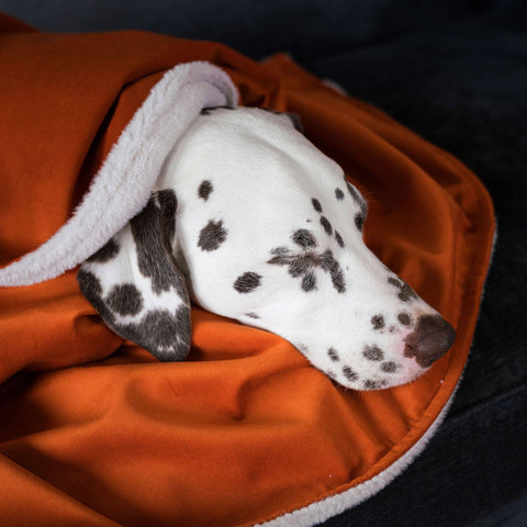 Super Soft Dog Blanket in Pumpkin Velvet