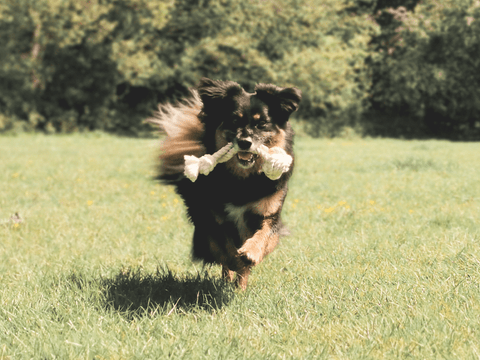 Eco Ball, Cotton Rope Dog Toy, Fetch Dog Toy - Sparkly Tails