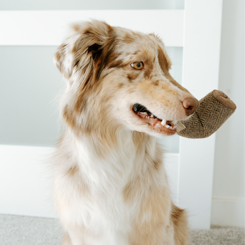 Dog holding a textured toy in its mouth with a neutral background