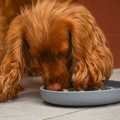 Great & Small Zen Lines Slow Feeder Bowl with kibble — Sparkly Tails