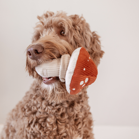 Dog holding a red mushroom-shaped toy in its mouth against a plain background