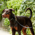 Handmade Black Leather Dog Lead - Sparkly Tails