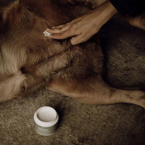 Healing Balm For Dogs With Skin Conditions - Sparkly Tails