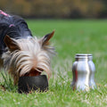 Dog drinking from a black bowl on grass with a silver water bottle nearby
