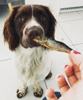 dog eating a whole sprats