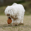 Interactive Dog Toy Gossy Egg Made From Organic Natural Rubber - Sparkly Tails